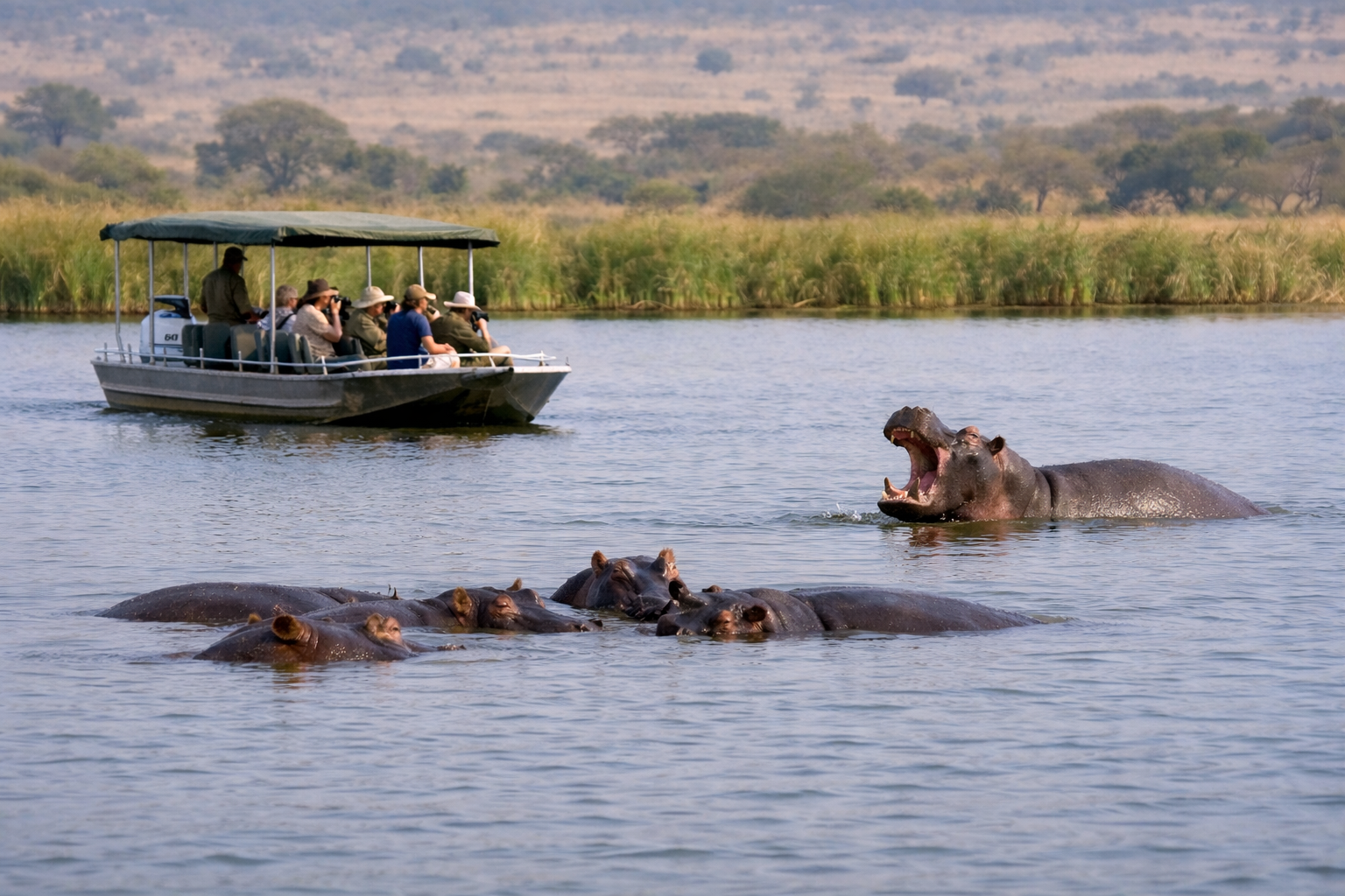 Close wildlife encounter during a peaceful boat safari with hippos